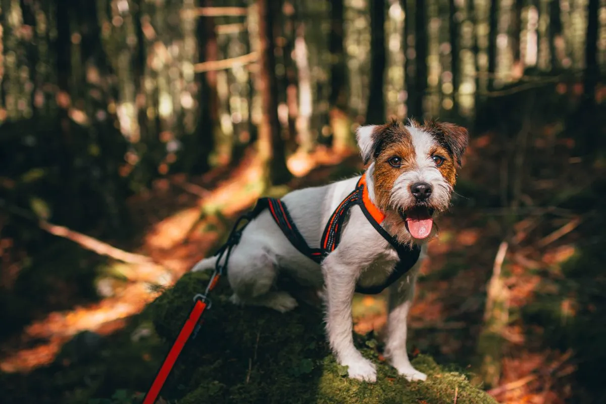 Parson Russell Terrier Aktivität