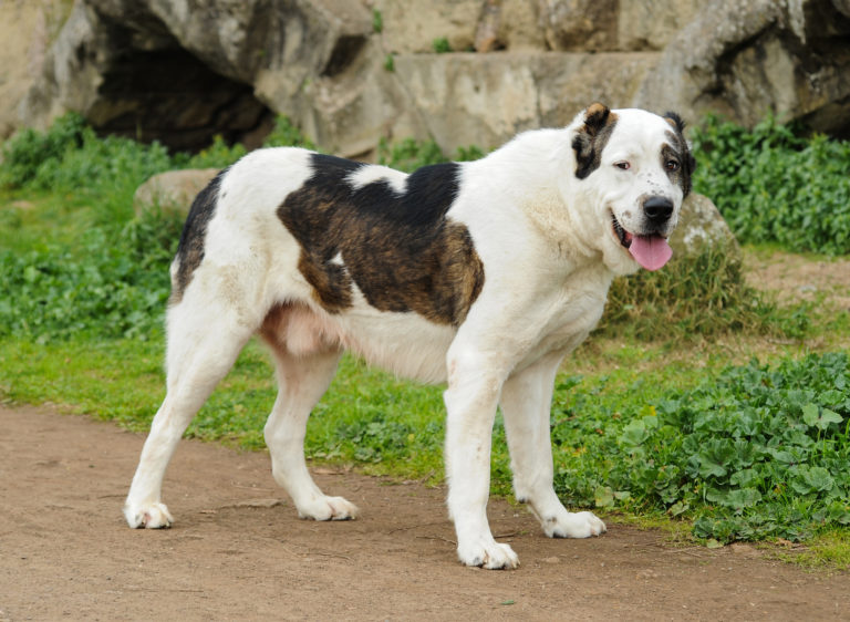 Zentralasiatischer schäferhund