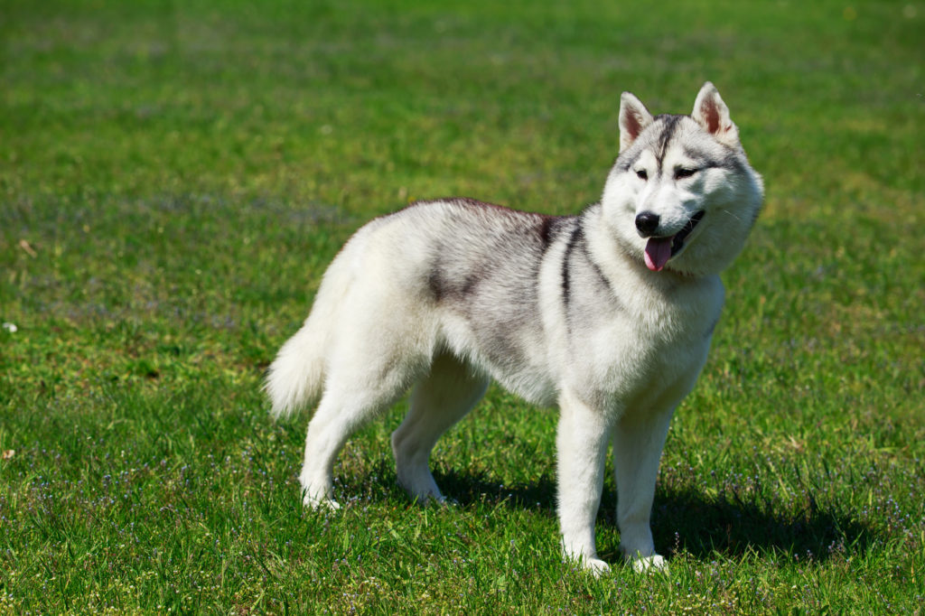 spisekammer Udholdenhed New Zealand Alaskan Malamute: Charakter, Haltung & Pflege | zooplus