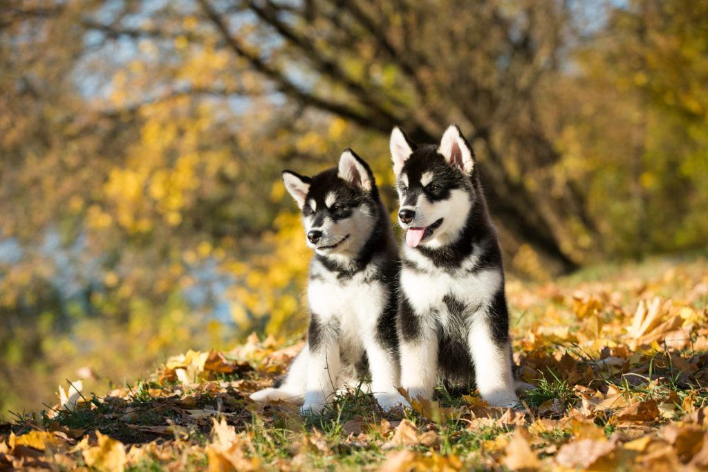 spisekammer Udholdenhed New Zealand Alaskan Malamute: Charakter, Haltung & Pflege | zooplus