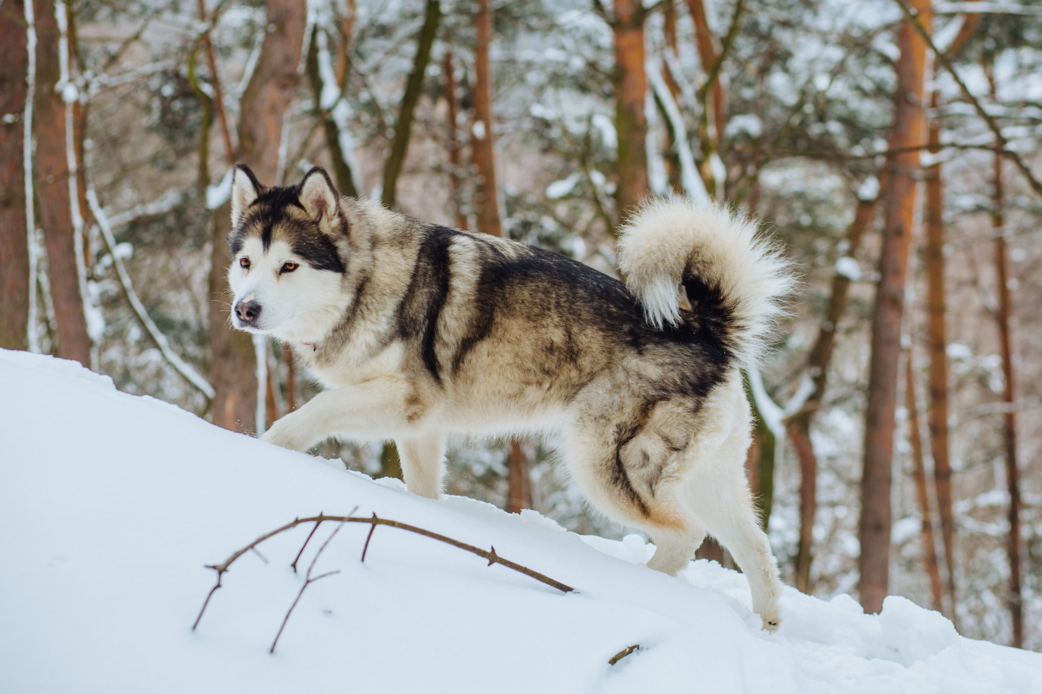 spisekammer Udholdenhed New Zealand Alaskan Malamute: Charakter, Haltung & Pflege | zooplus