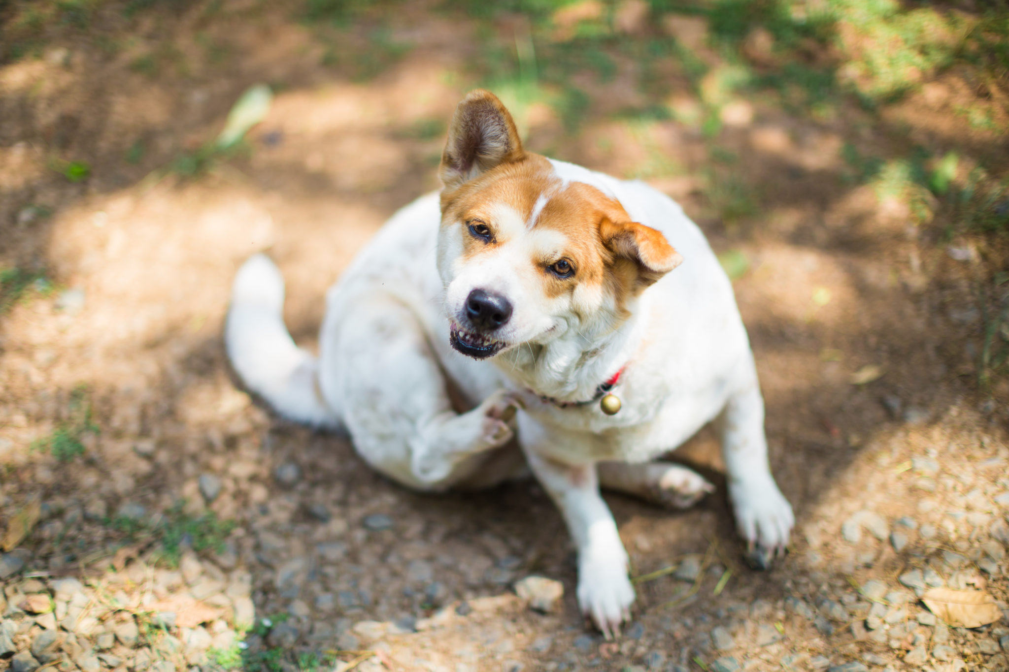 Allergiker hunde liste für Hunde für