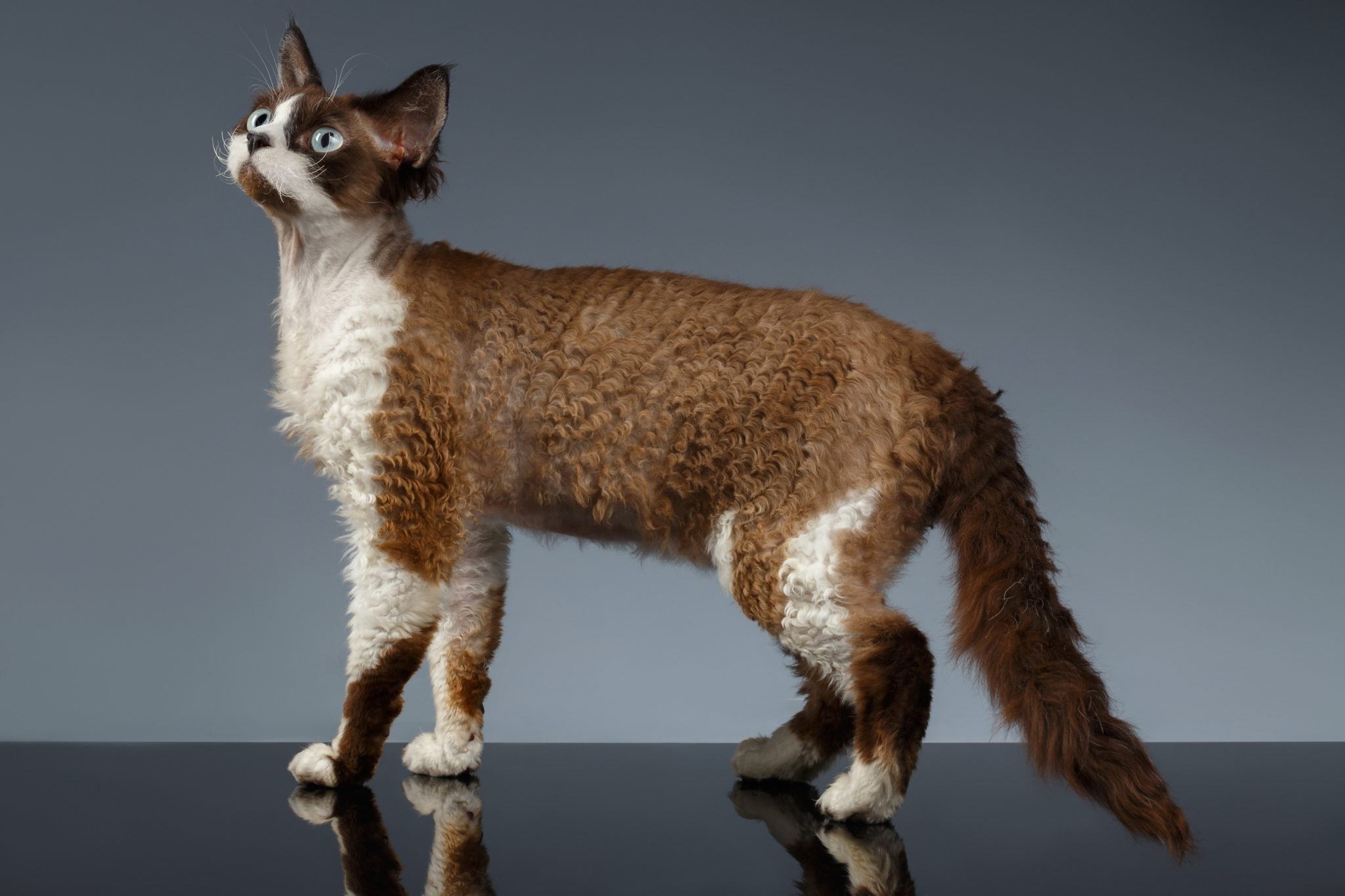 Devon Rex Charakter Haltung Pflege Katze Rassebeschreibung