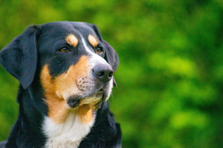 entlebucher sennenhund porträtaufnahme