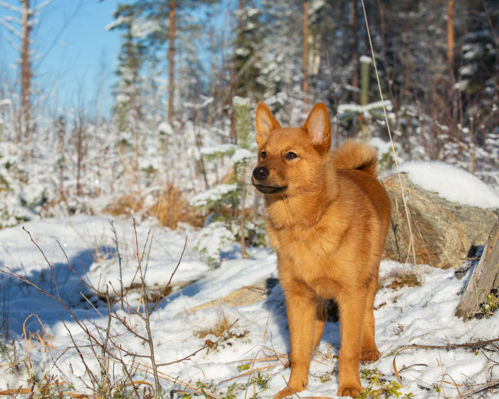 finnen spitz im schnee