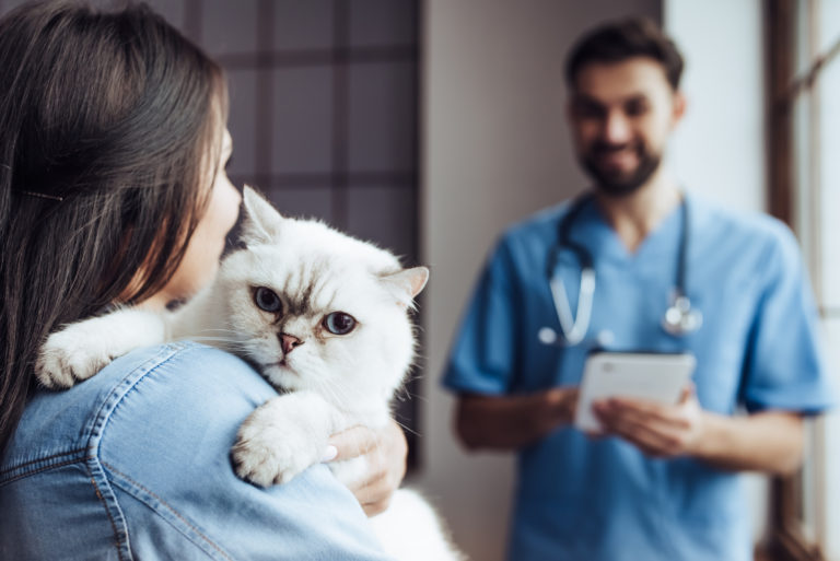 Sollte Ich Meine Katze Kastrieren Oder Sterilisieren Lassen