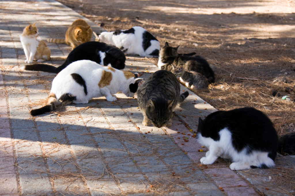 katzen vermehrung durch kastrieren verhindern