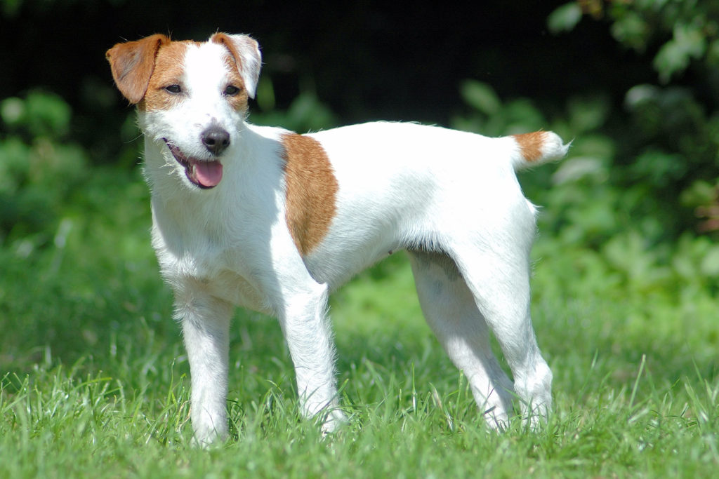 Parson Russell Terrier Charakter, Haltung & Pflege | zooplus Futter + Inhalte Parson (Jack) Russell Terrier