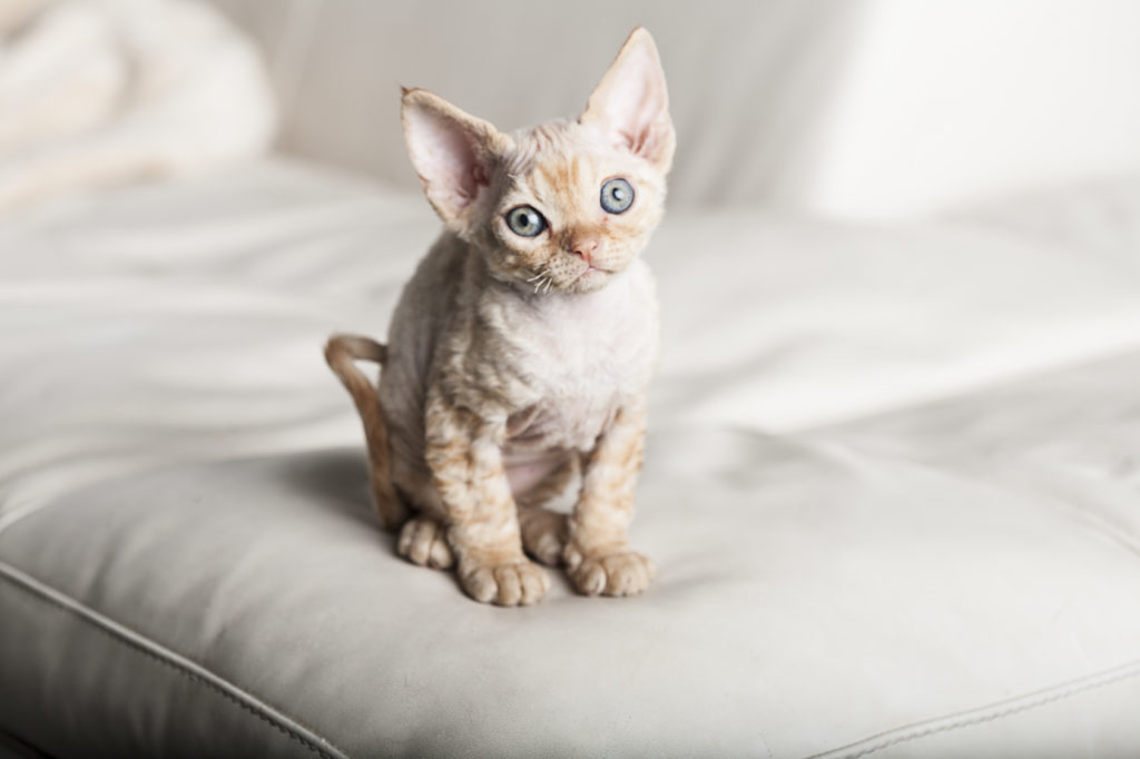 devon rex mačiatko