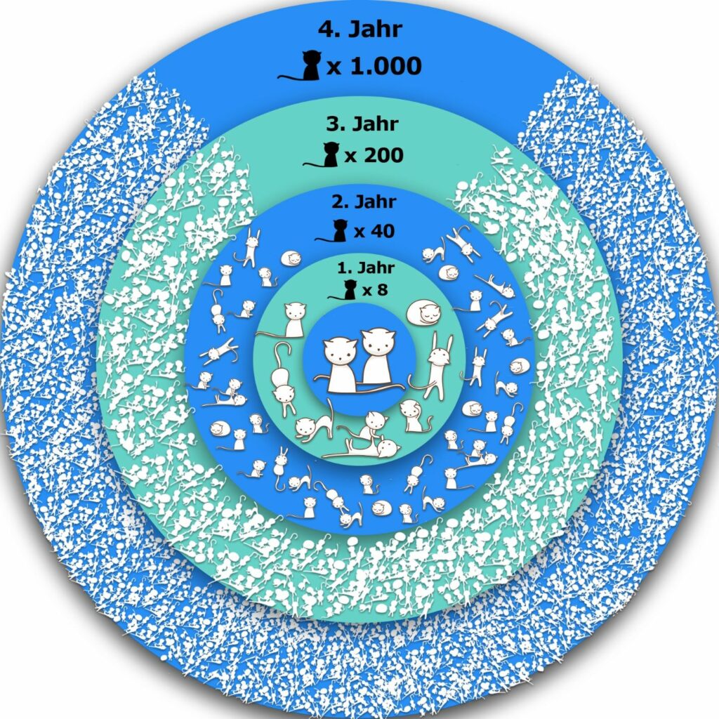 Vermehrung von Katzen Grafik