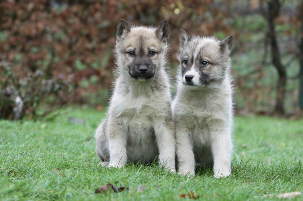 zwei grönlandhund welpen