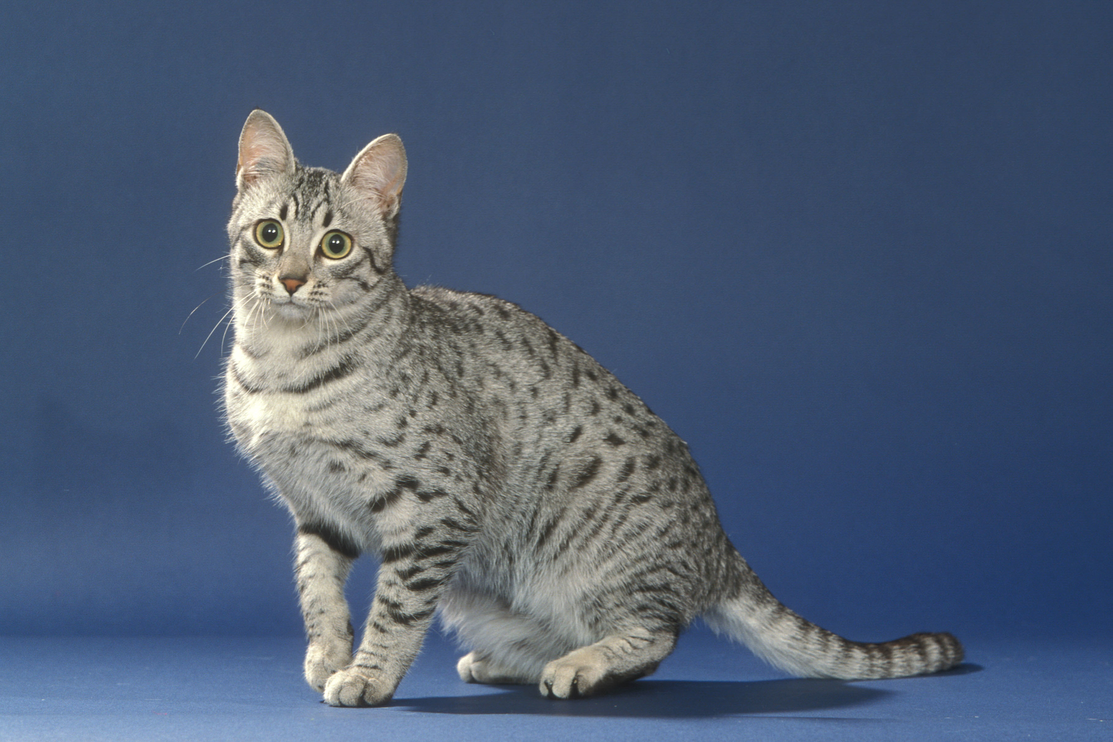 mau silver