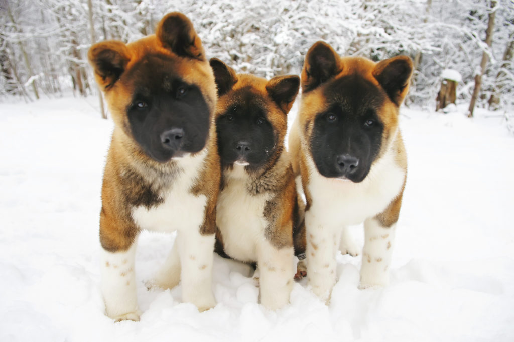 3 american akita welpen im schnee