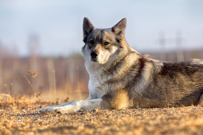 Ostsibirischer Laika