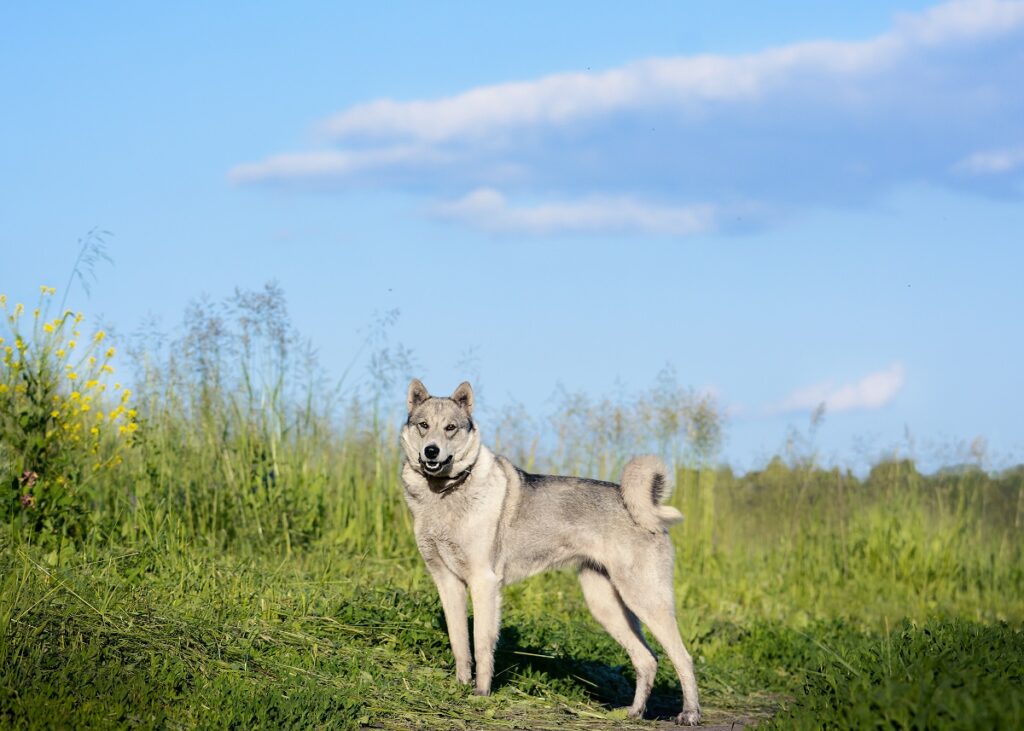 Ostsibirischer Laika auf einer Wiese