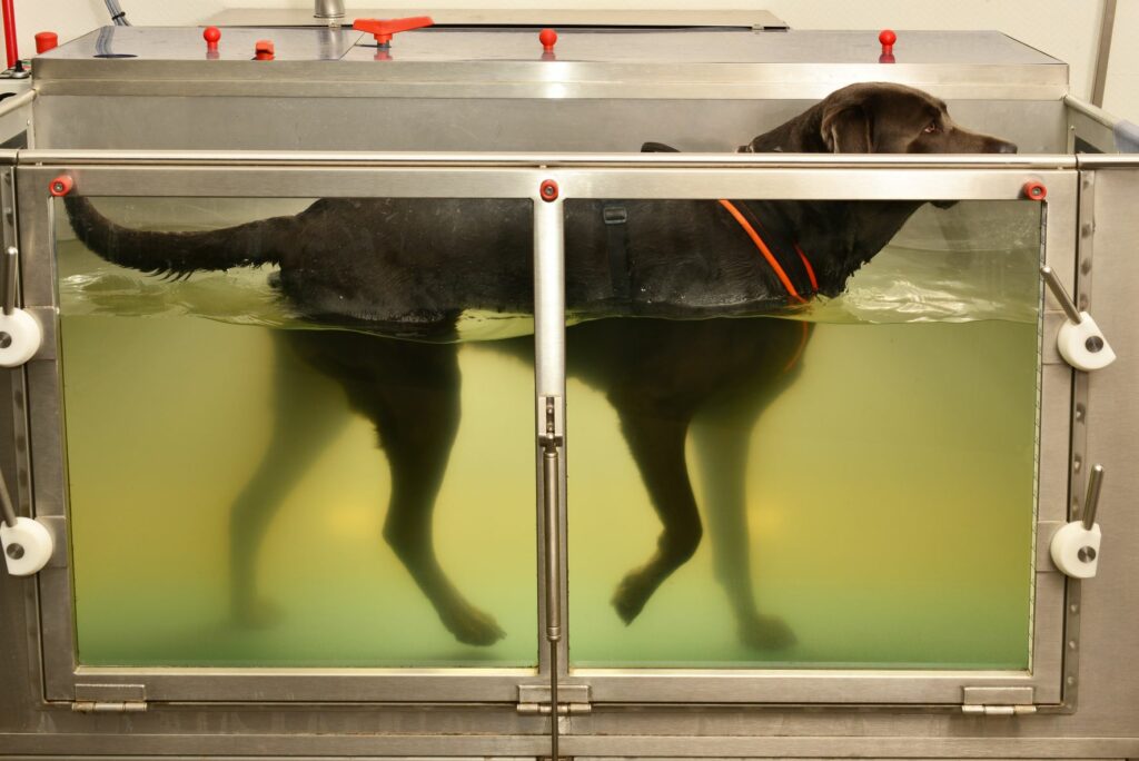 Hund Laufband Wasser