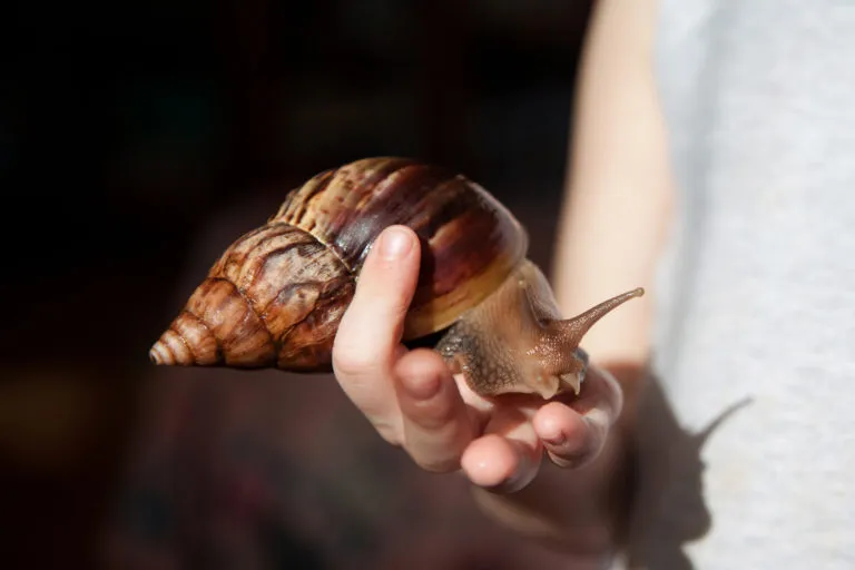 Afrikanische Riesenschnecke Achatschnecke (Achatinidae)