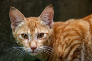 Ceylon-Katze
