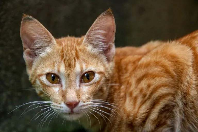 Ceylon Katze