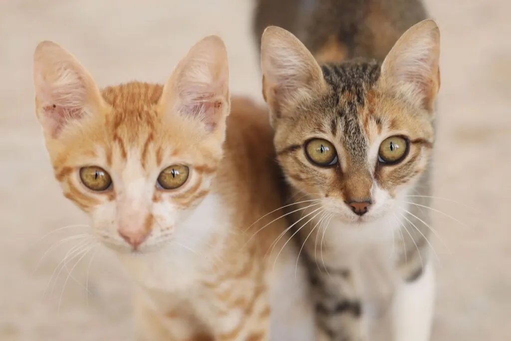 Ceylon Katzen Fellfarben