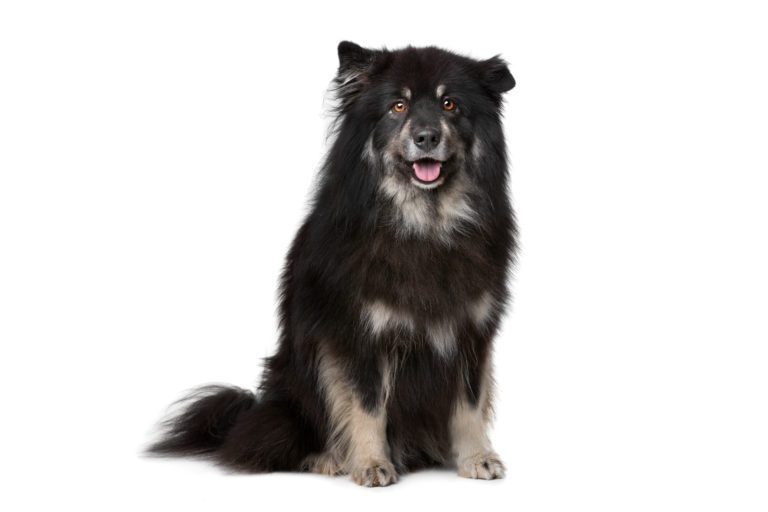 Finnischer Lapphund