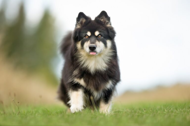 Finnischer Lapphund auf Wiese