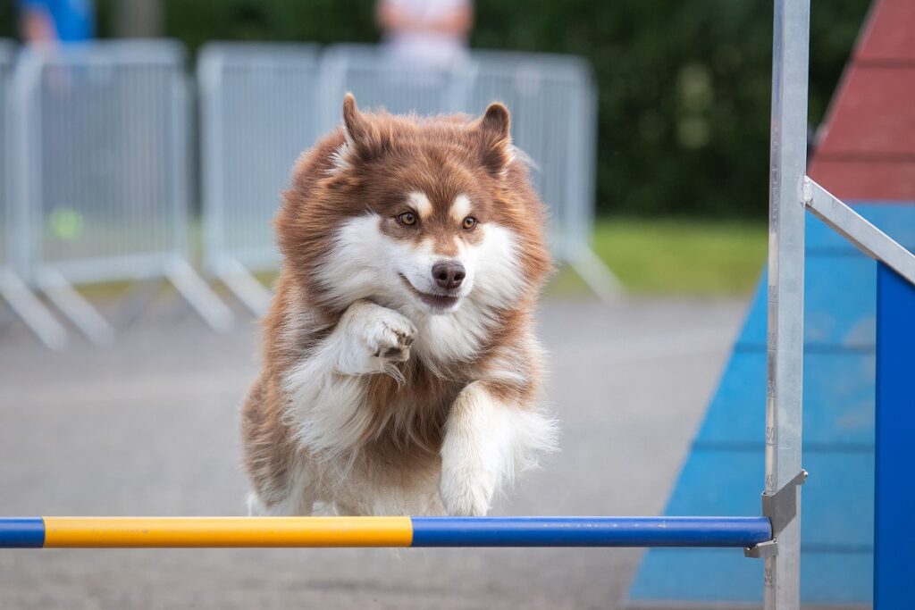 Finnischer Lapphund Agility