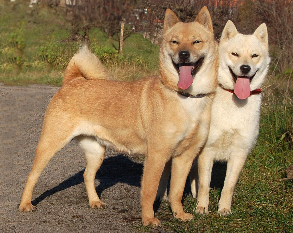 Hokkaido-Hund