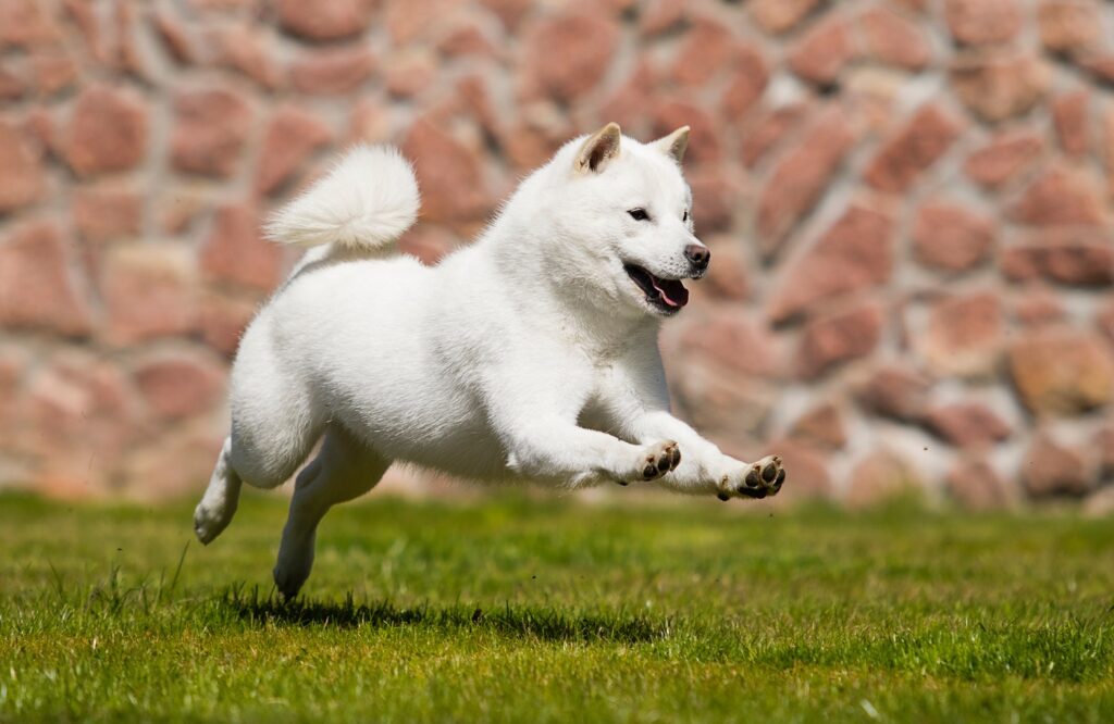 weißer Hokkaido Hund rennt