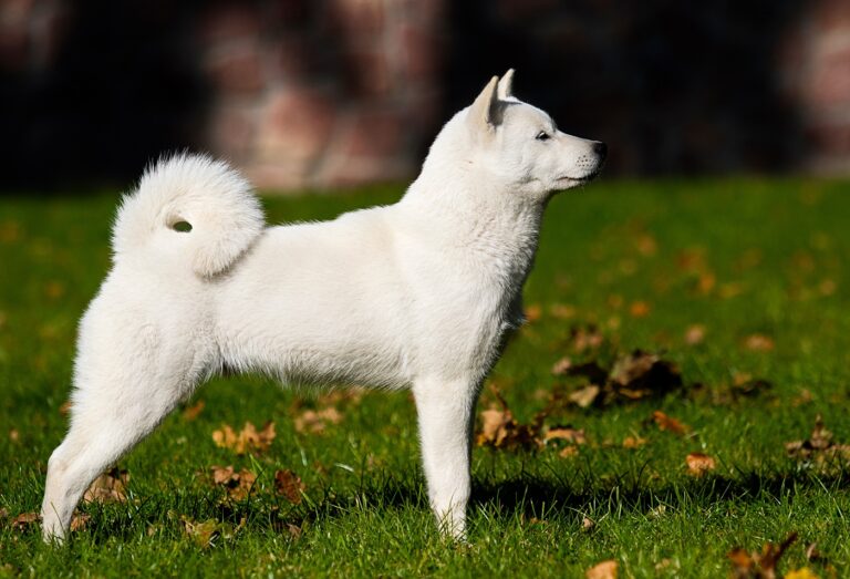 Hokkaido Hund auf Wiese