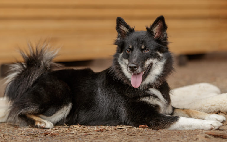 Islandhund liegt auf boden