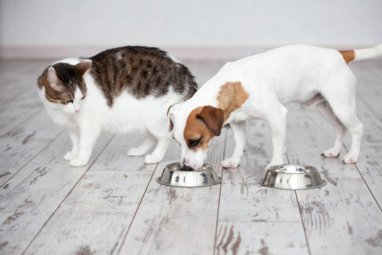 katzen hundefutter