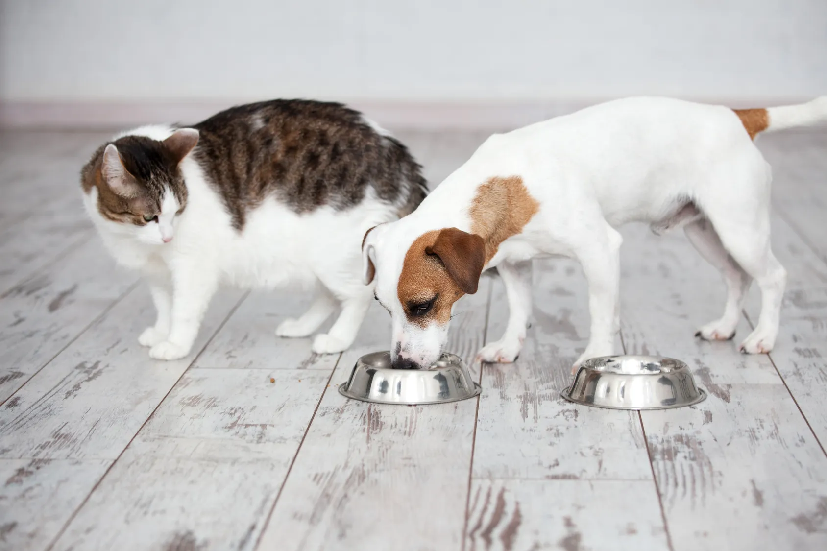 Kann ich meinen Katzen Hundefutter geben? | zooplus Katzenmagazin