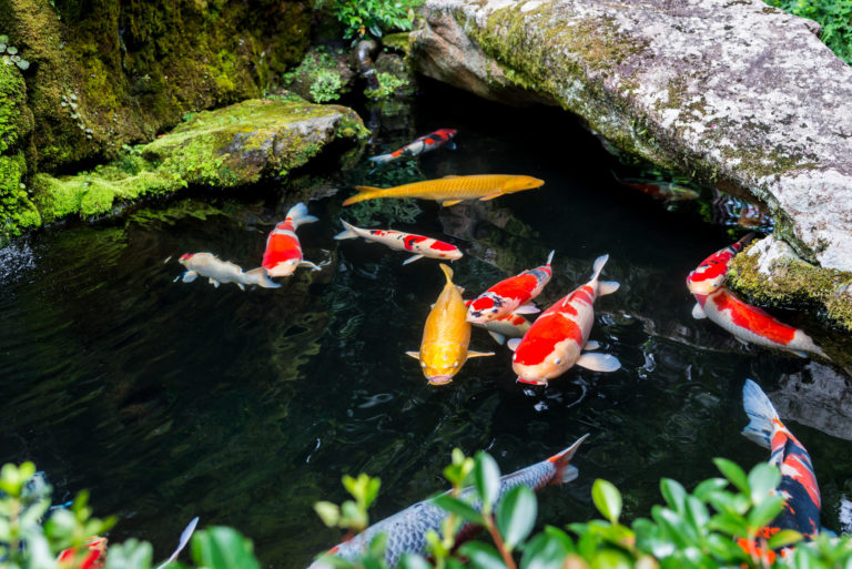 Koi Karpfen im Teich