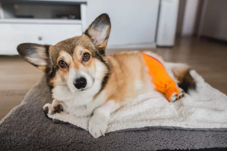 Kreuzbandriss beim Hund