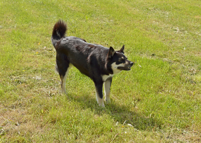 Lappländischer Rentierhund