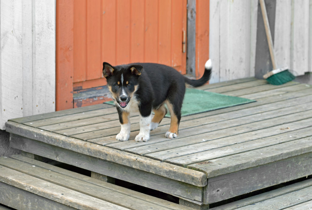 Lappländischer Rentierhund Welpe