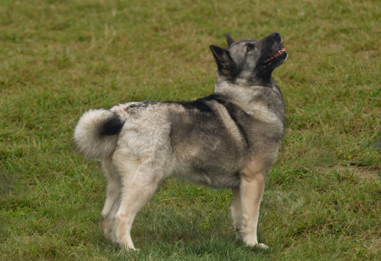 Norwegische Buhund