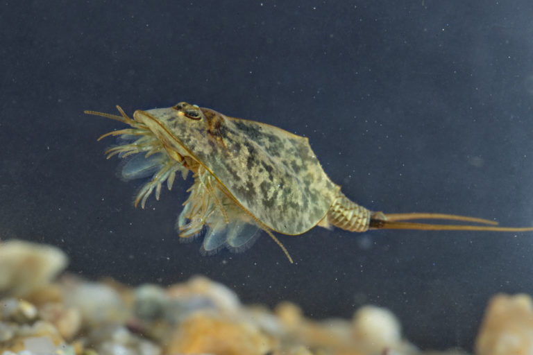 Triops in Aquarium