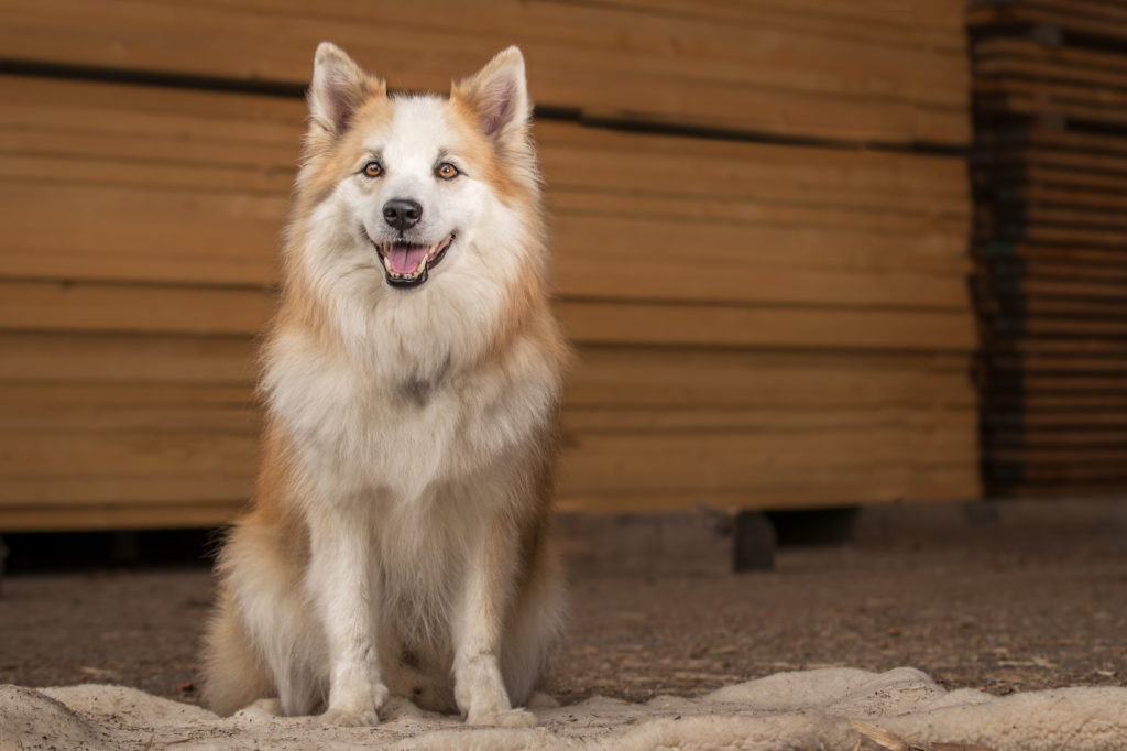 islandhund sitzt vor hütte