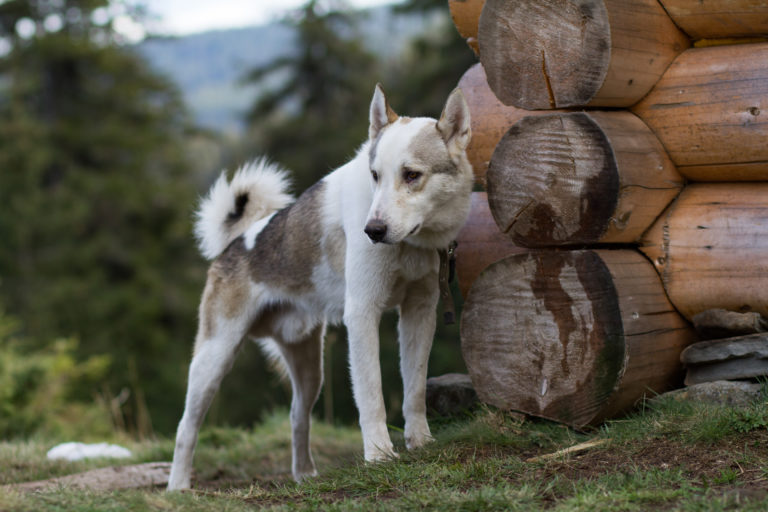 Westsibirischer Laika