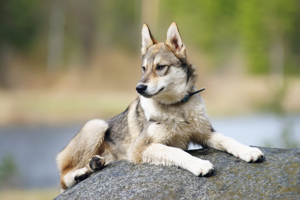 Westsibirischen Laika Jung