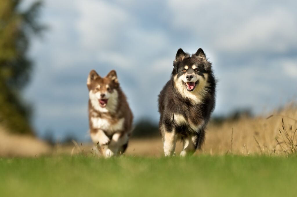 Zwei Finnische Lapphunde rennen