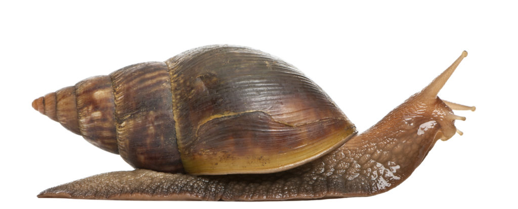 achatschnecken achatschnecken