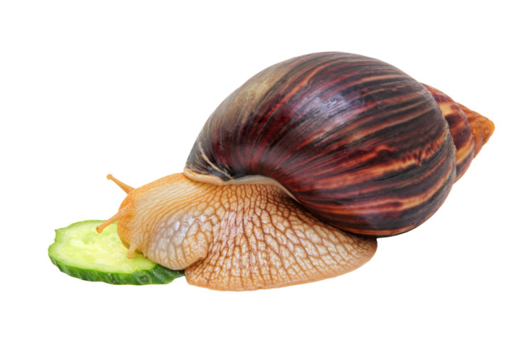 Achatschnecken (Achatinidae) Haltung im Terrarium zooplus