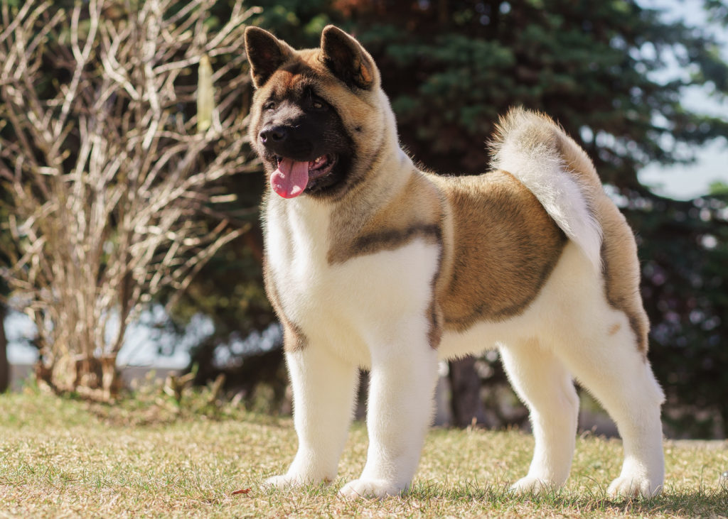 american akita welpe