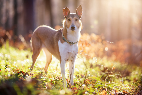 smooth haired collie
