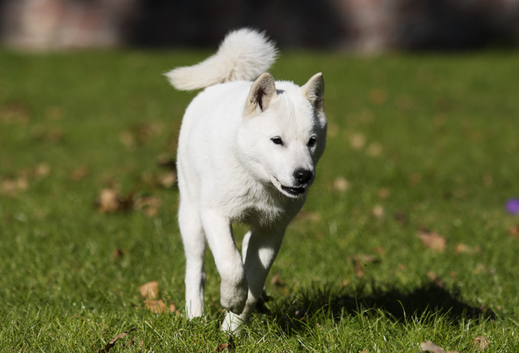 hokkaido hund weiß