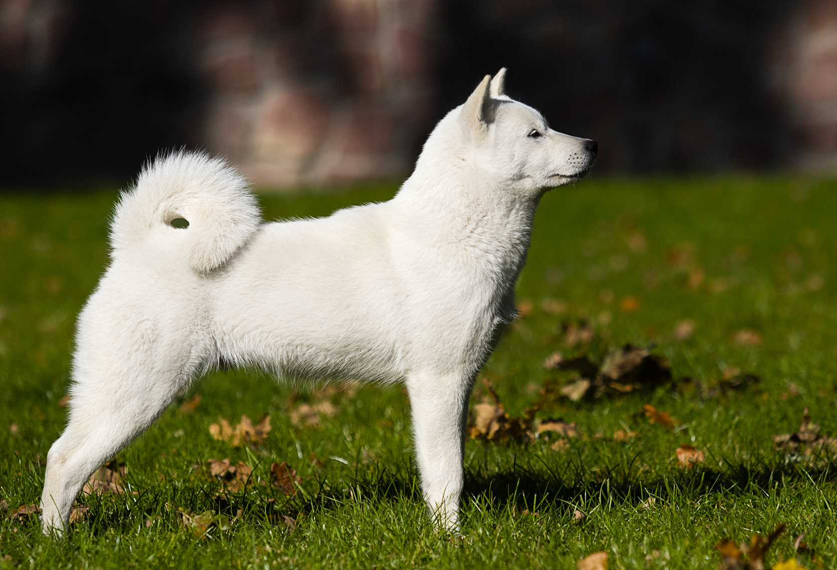 Mittelgroße Hunde Die Nicht Haaren