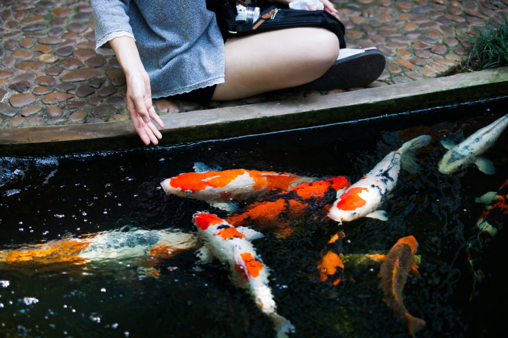 Koi Karpfen (Nishikigoi) Haltung im Teich zooplus Magazin